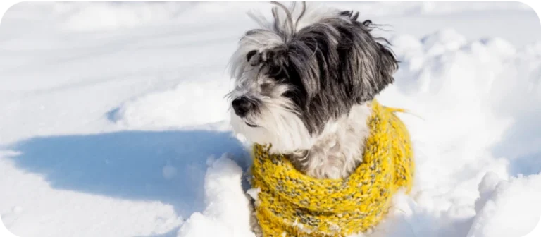 10 tipp, hogy télen is megőrizd kedvenced egészségét