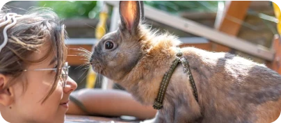 Nyuszis kép Blogban